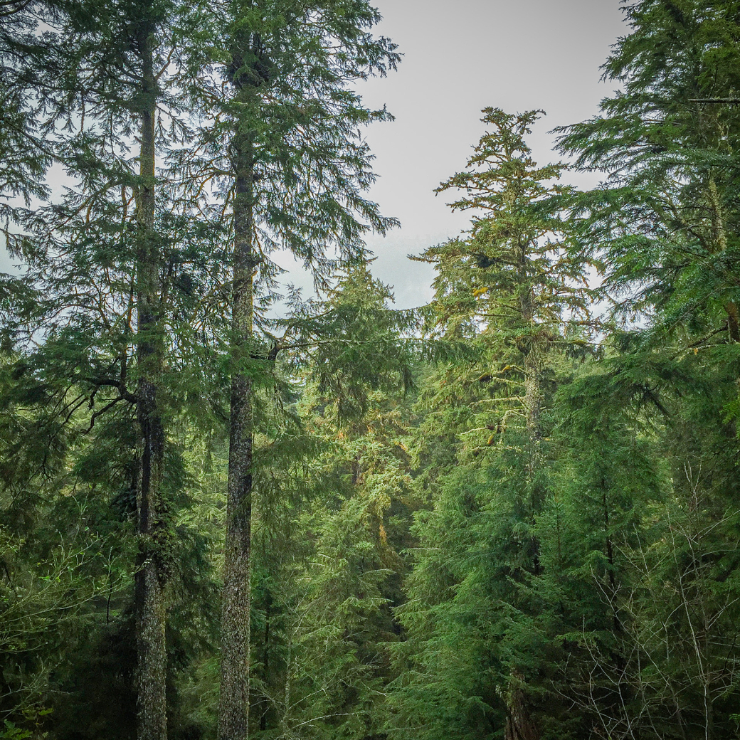 Dense forest with tall evergreen trees under a cloudy sky.