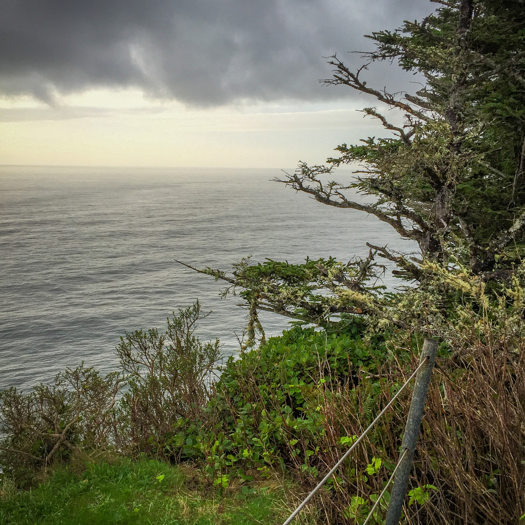 Coastal scene with a cloudy sky over the ocean, dense greenery, and a partially visible tree with moss on a cliff edge.