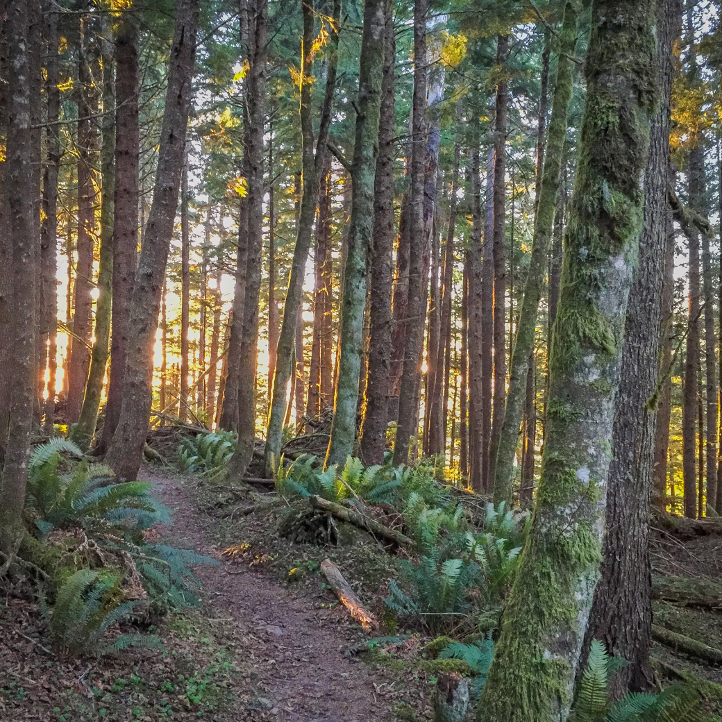 A forest path surrounded by tall trees and ferns, with sunlight filtering through the branches.
