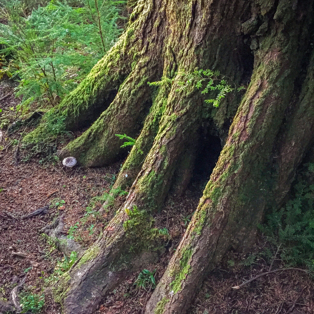 Base of a large tree with thick roots, covered in moss and surrounded by green foliage.