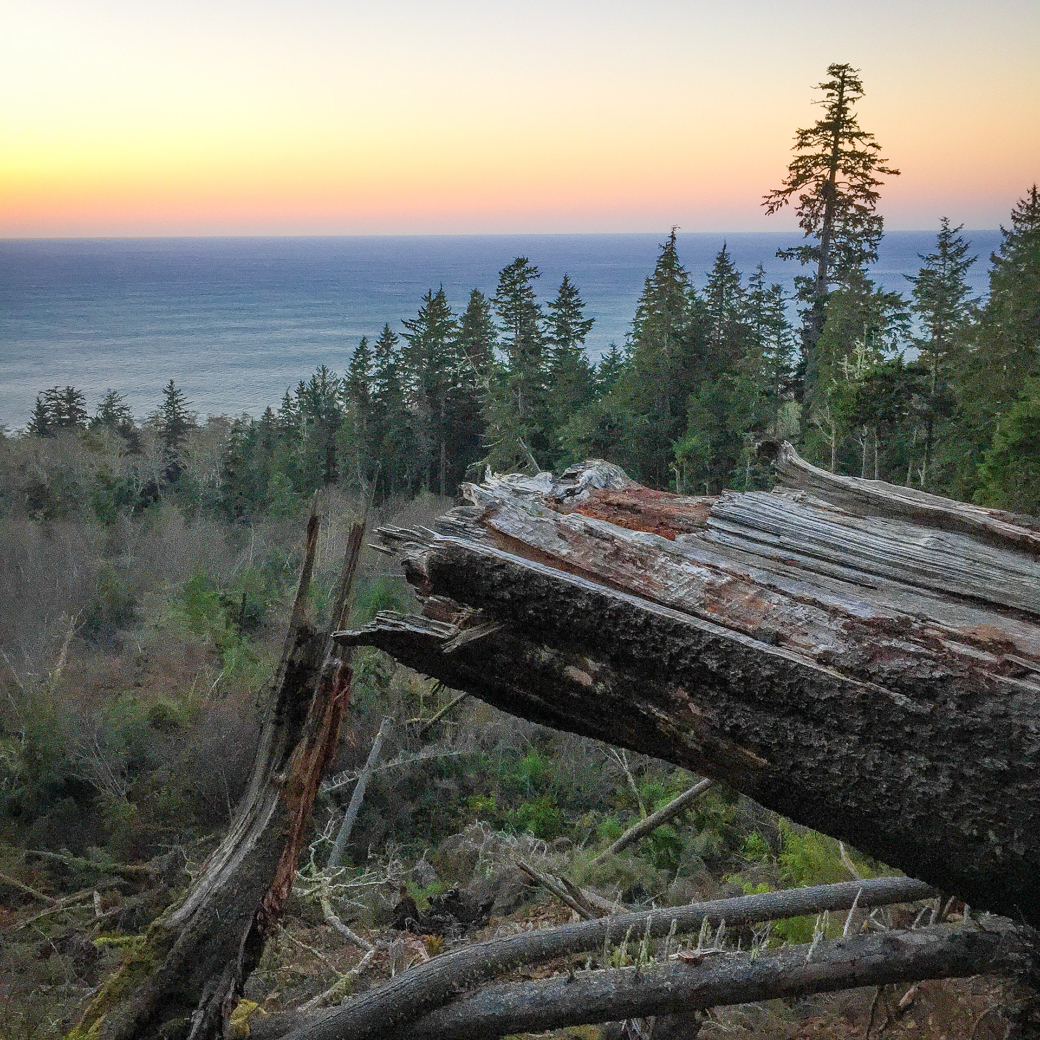 Fallen tree overlooking a coastal forest with the ocean in the background at sunset. Sparse clouds and a gradient sky above the horizon.