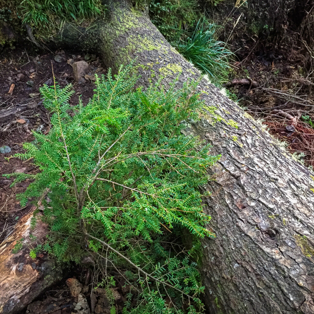 Fallen tree trunk covered in moss with green foliage growing alongside it in a forest setting.