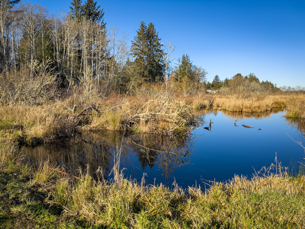 A pond surrounded by tall grasses and trees.
