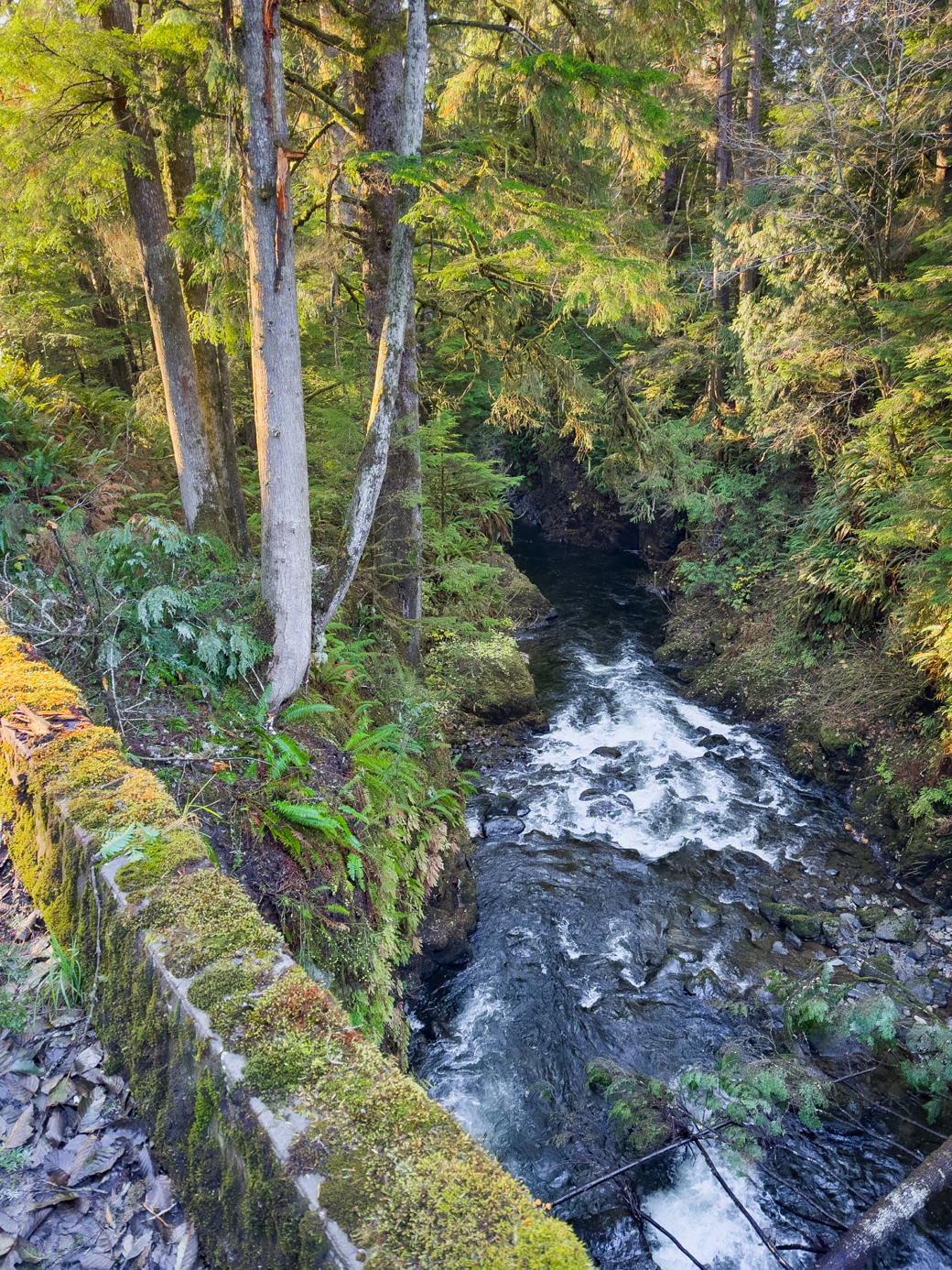 A stream running through a forest with mossy rocks.