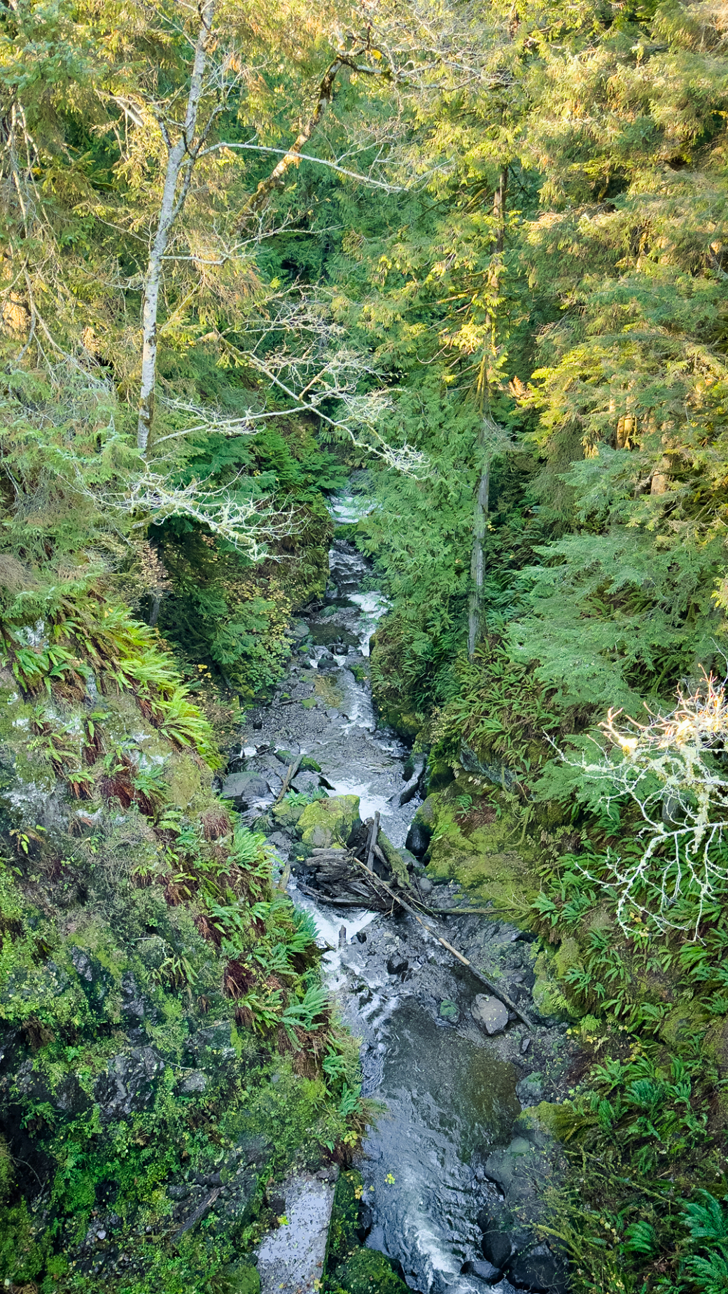 A stream runs through a lush green forest.