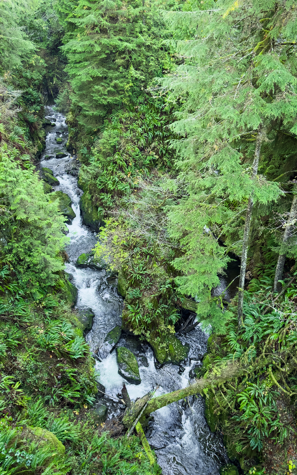 A stream runs through a lush green forest.