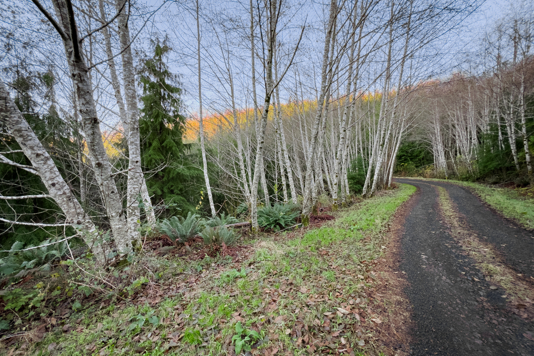 A dirt road with alder trees in the background.
