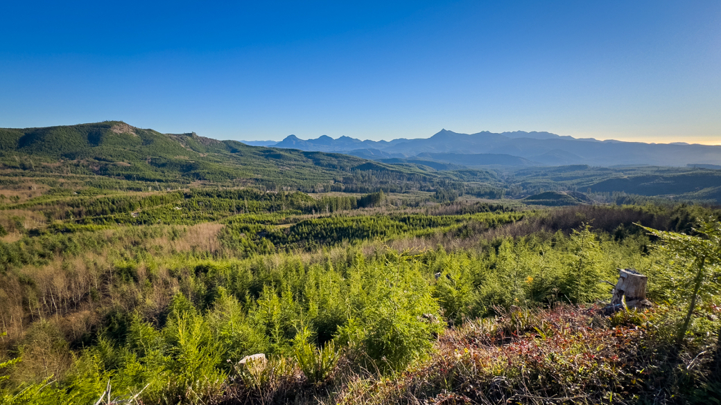 A view of a forest with mountains in the background.