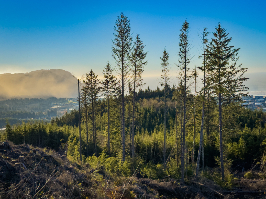 A view of a mountain with pine trees in the foreground.