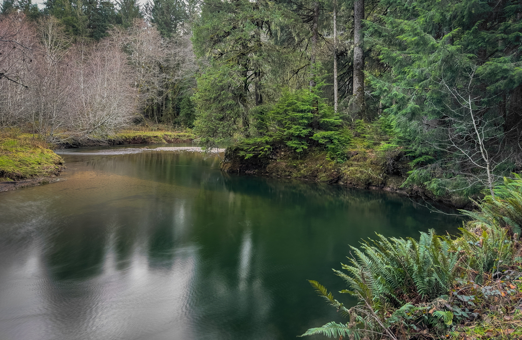 A river surrounded by trees in a forest.