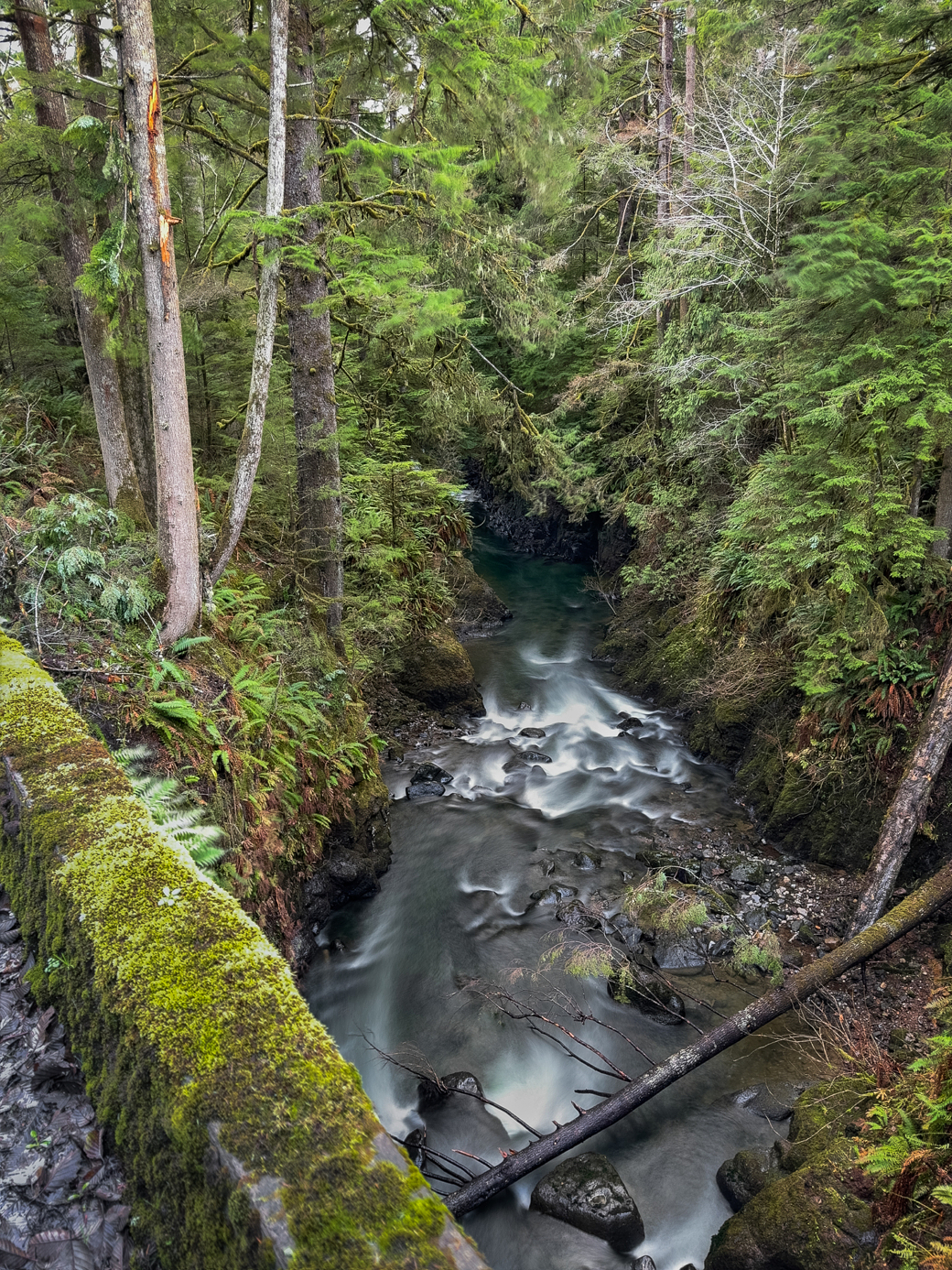 A stream runs through a wooded area with moss growing on the rocks.