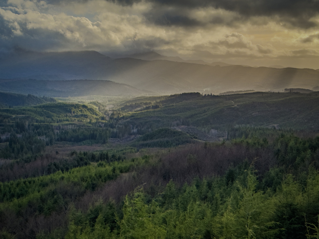 A sunbeam shines through a forest in scotland.