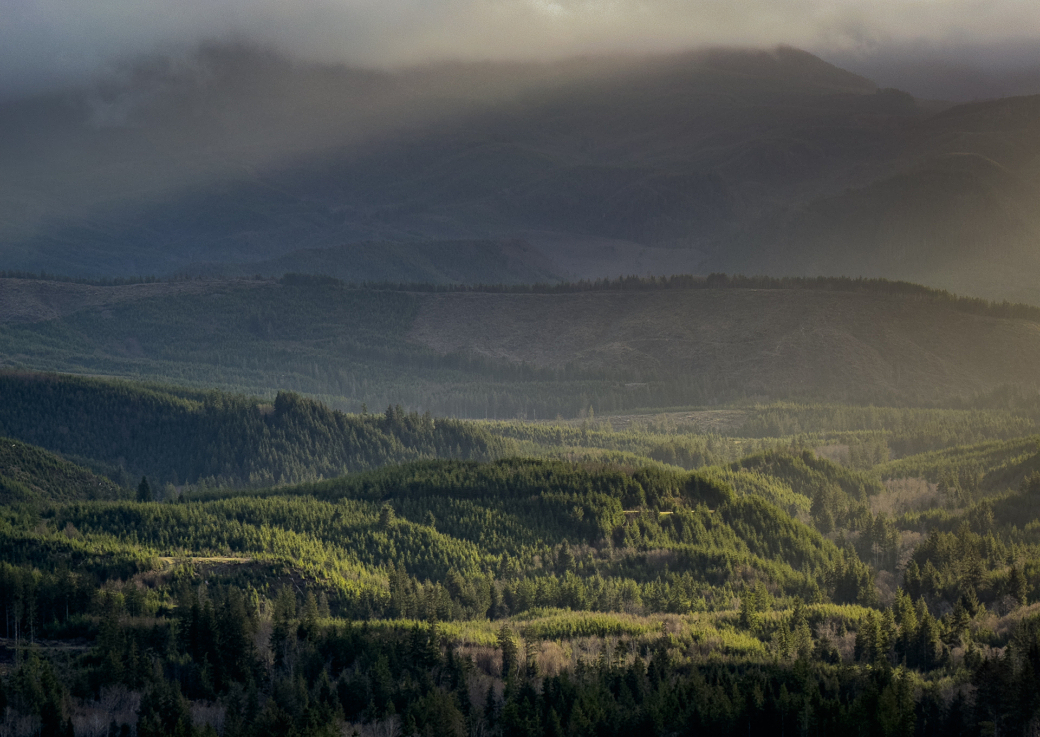 The sun shines down on a forest in the mountains.