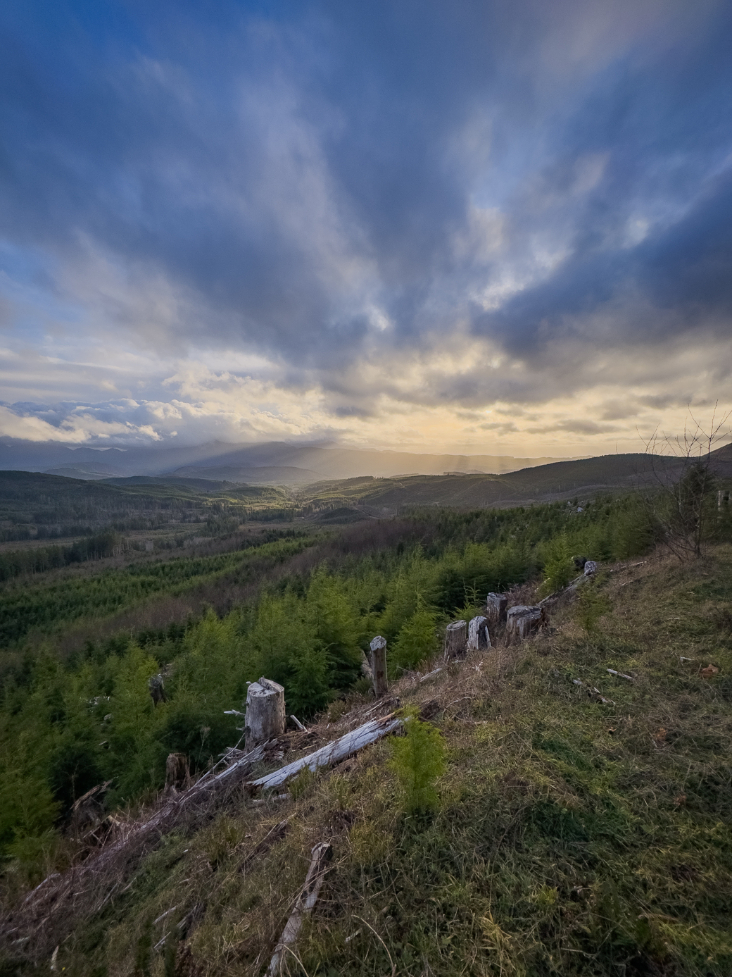 A view from a hill overlooking a forest.