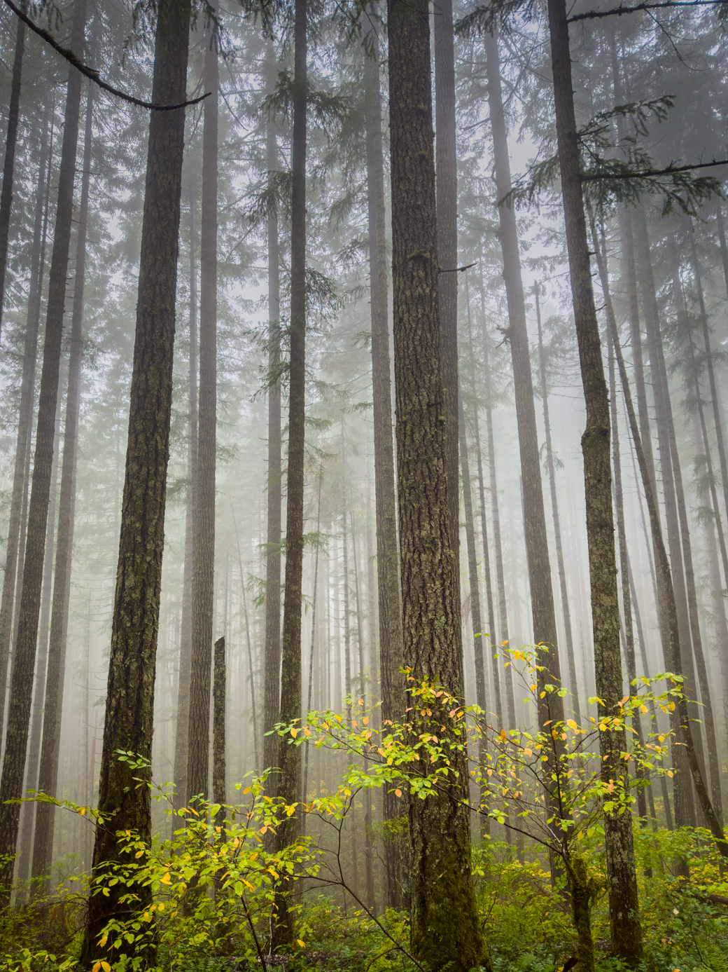 Moody photograph of a foggy young forest (maybe 40 years old). Trees fade into the fog in the background, in the foreground is some foliage with fall colors