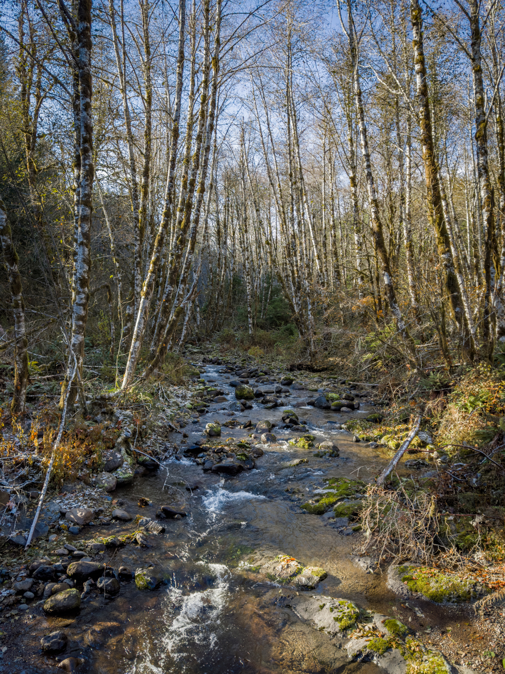 Photograph of an alder lined stream