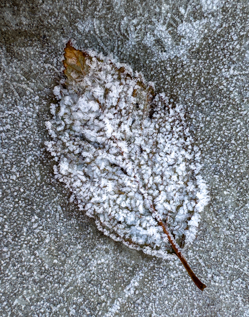 Macro photograph of frost covered alder leaf