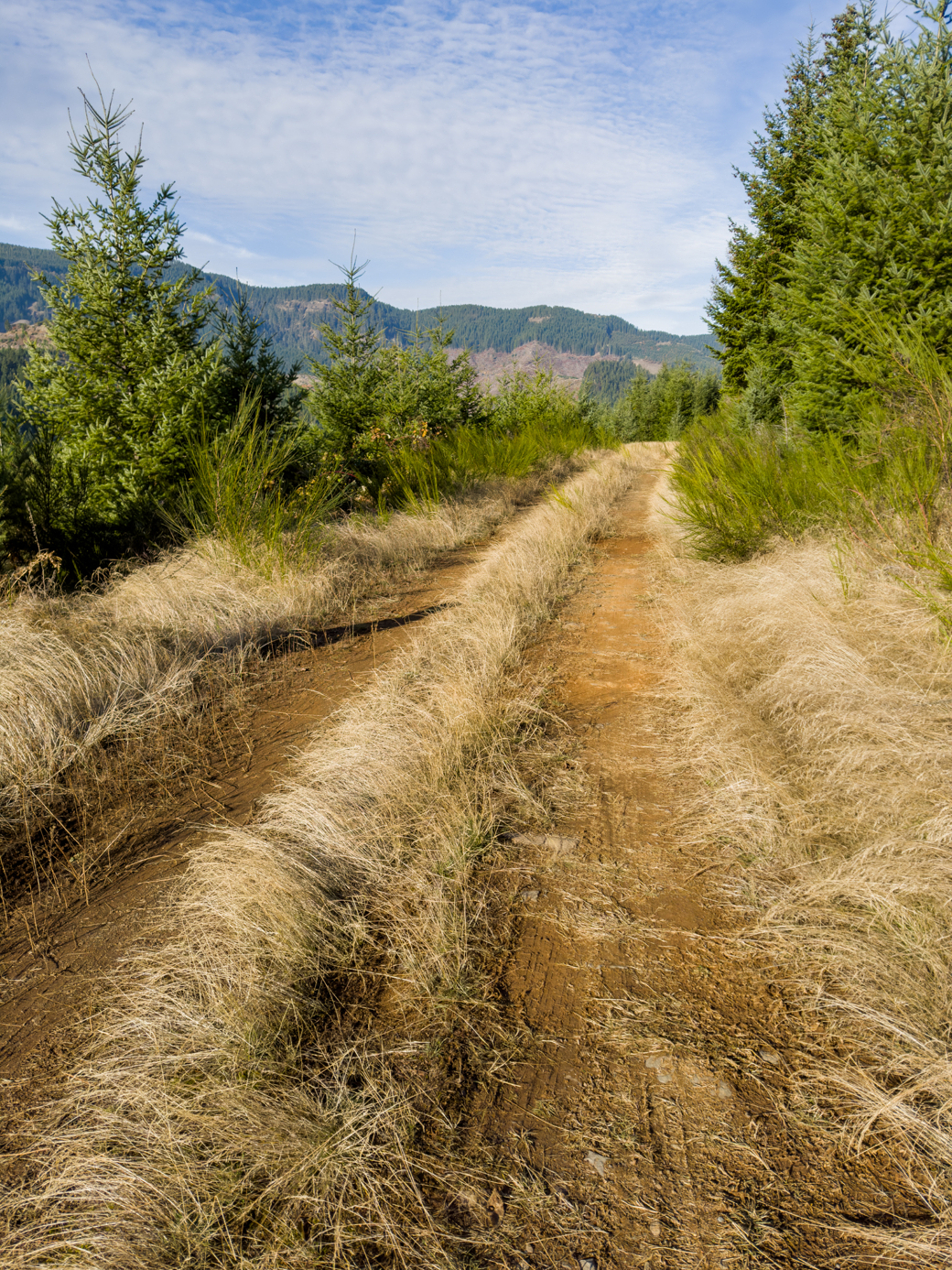 Photograph of dirt road in a forested area, hills visible in the background