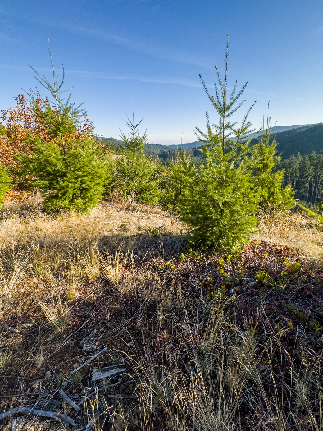Photograph of forested valley looking through a young forest (maybe 10 year old Douglas firs)