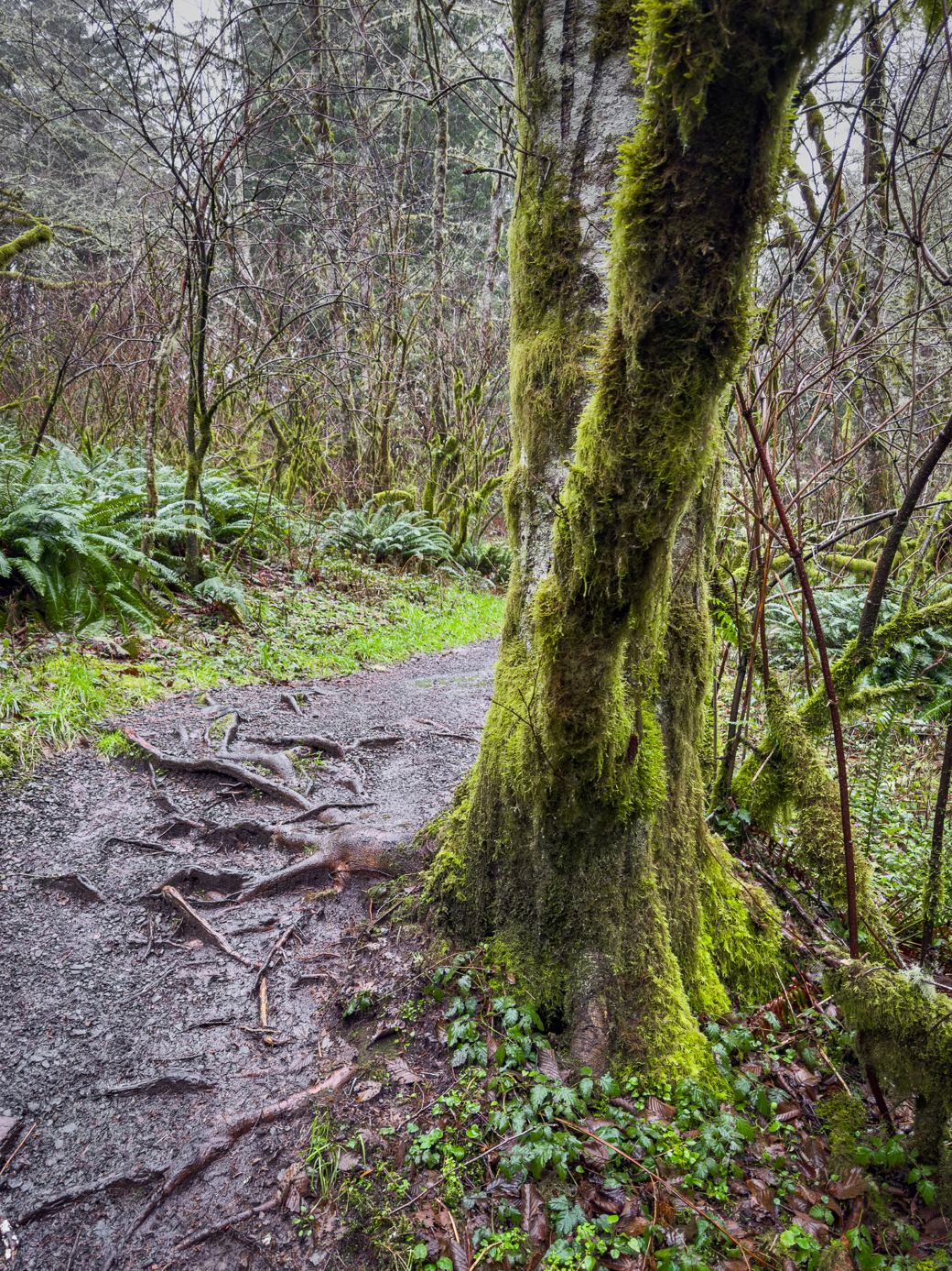 A hiking trail meanders through a lush, moss-covered forest, with exposed tree roots along the pathway.