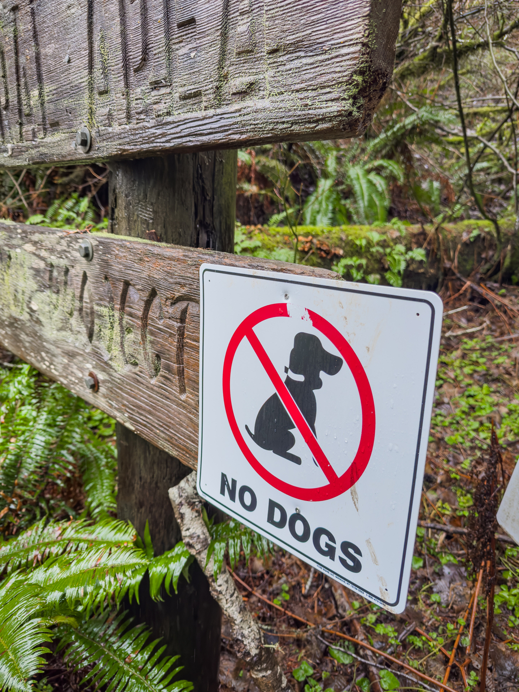 A white sign with a red prohibition symbol over a dog silhouette, reading "no dogs," is mounted on a wooden post with green vegetation in the background.
