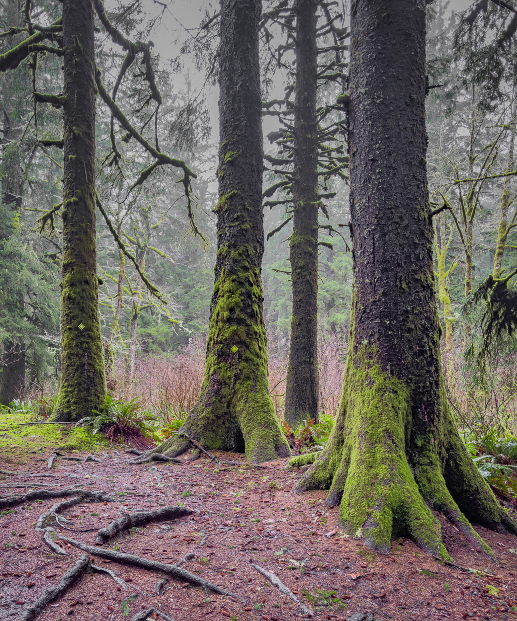 Moss-covered tree trunks stand prominently in a misty forest with a carpet of fallen twigs and branches on the ground.