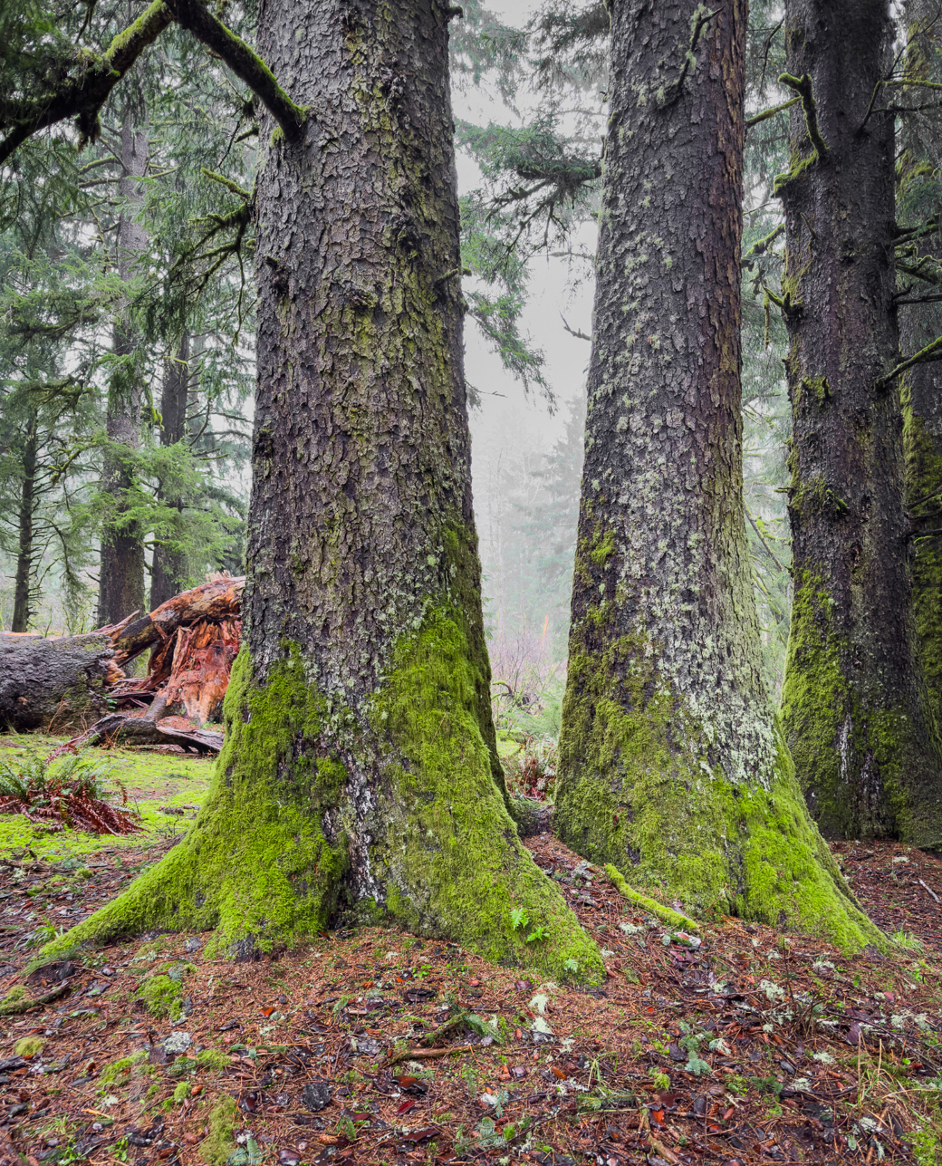 Two large trees with moss-covered trunks in a misty forest.