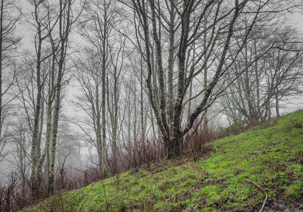 Leafless trees on a misty hillside with vibrant green undergrowth.