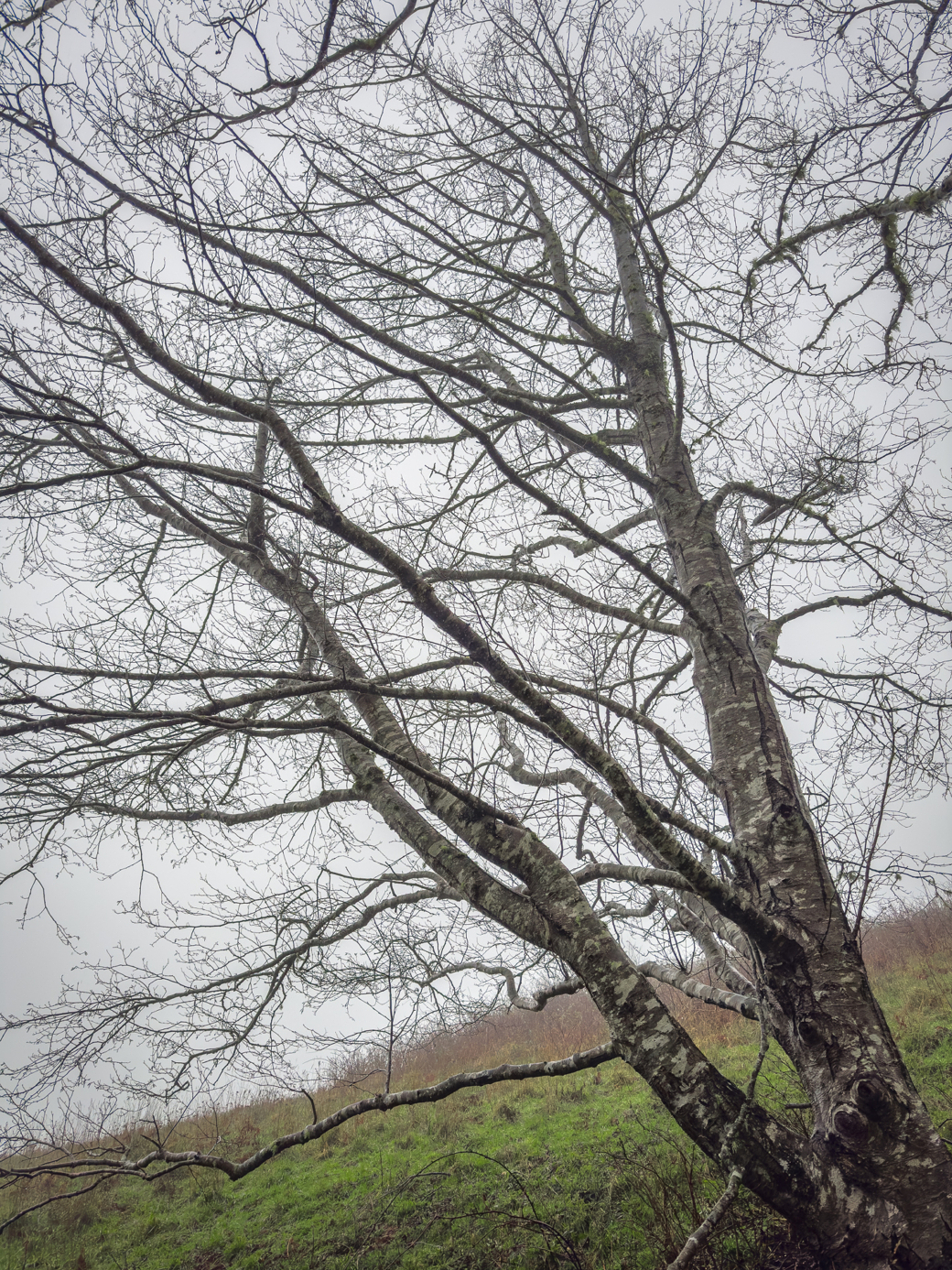 A leafless tree stands on a grassy slope against a gray, overcast sky, its branches spreading out in a network of thin, bare limbs.