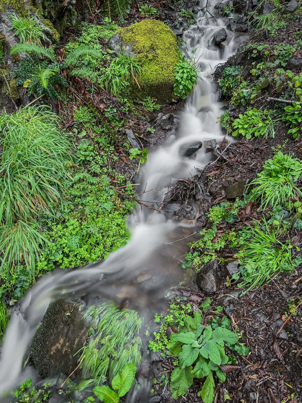 A small, lush creek flows over rocks and is surrounded by vibrant green vegetation.